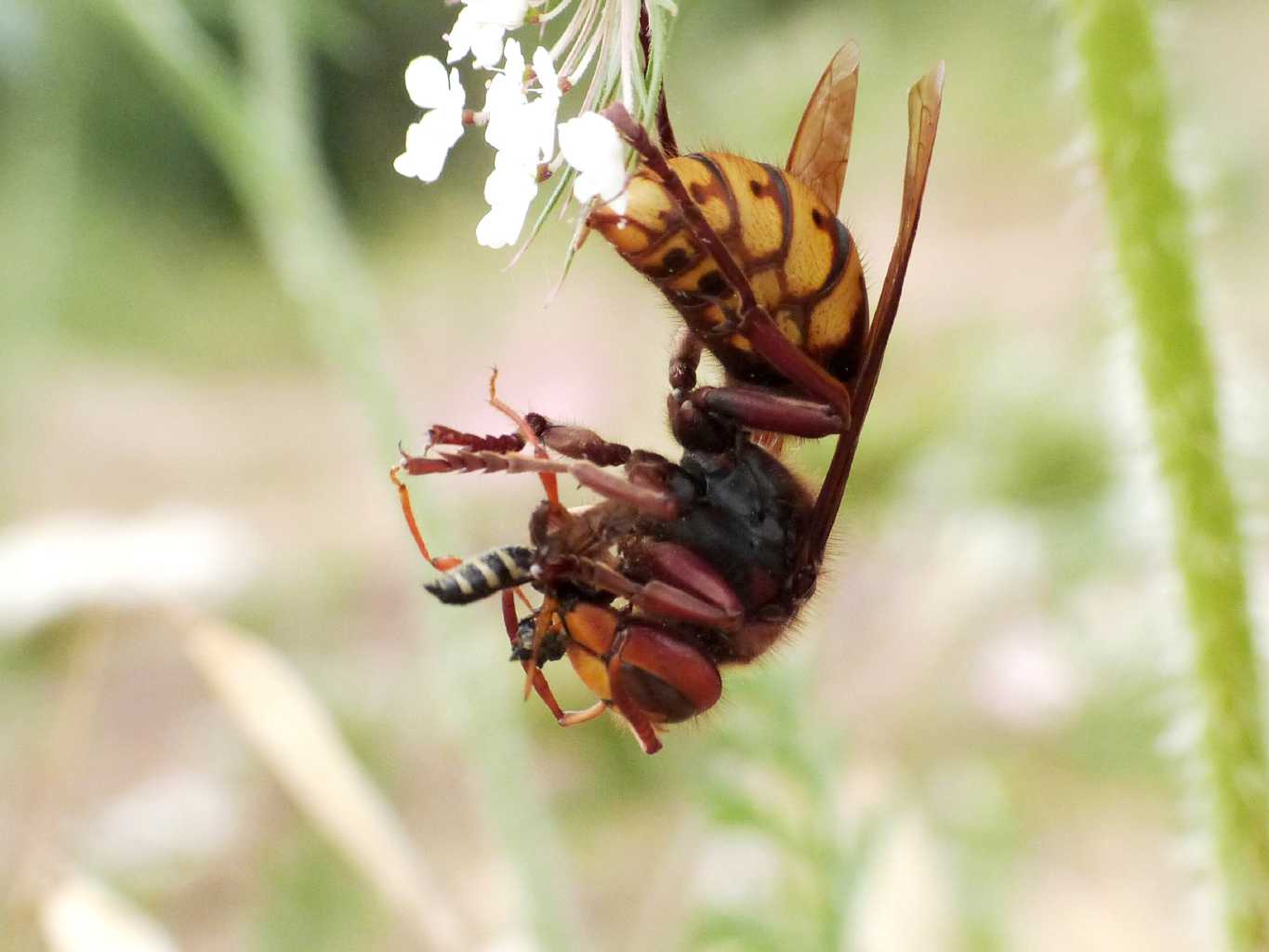 Vespa crabro preda Stenopterus rufus e ne fa una polpetta.